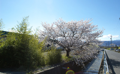 境沢の桜