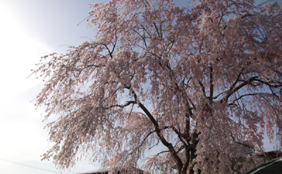 本郷の枝垂れ桜