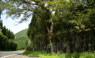 仙仁山のハルニレの木